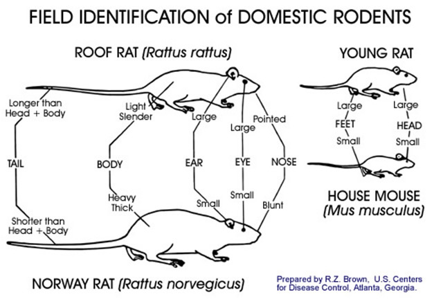 Mouse And Rat Size Chart